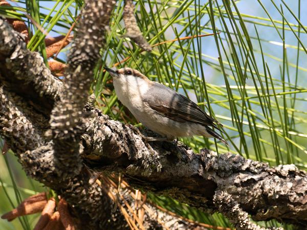 <h3><a href="/trips/orlando/biota/animalia/chordata/aves/040 passeriformes/101 sittidae/sitta pusilla/sitta pusilla-nl.html">Sitta&nbsp;pusilla</a> / Brown‑headed&nbsp;nuthatch / Bruinkopboomklever</h3>OM-1 Mark II met M.300mm F4.0 + MC-14, 1/2000 sec  bij F5.6, ISO 1600, afstand 10.1&nbsp;m